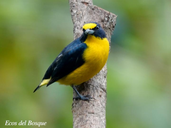 Euphonia hirundinacea