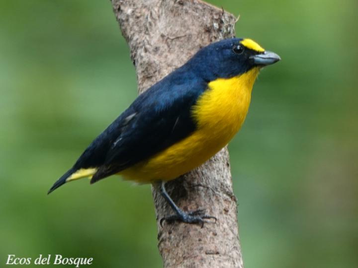 Euphonia hirundinacea