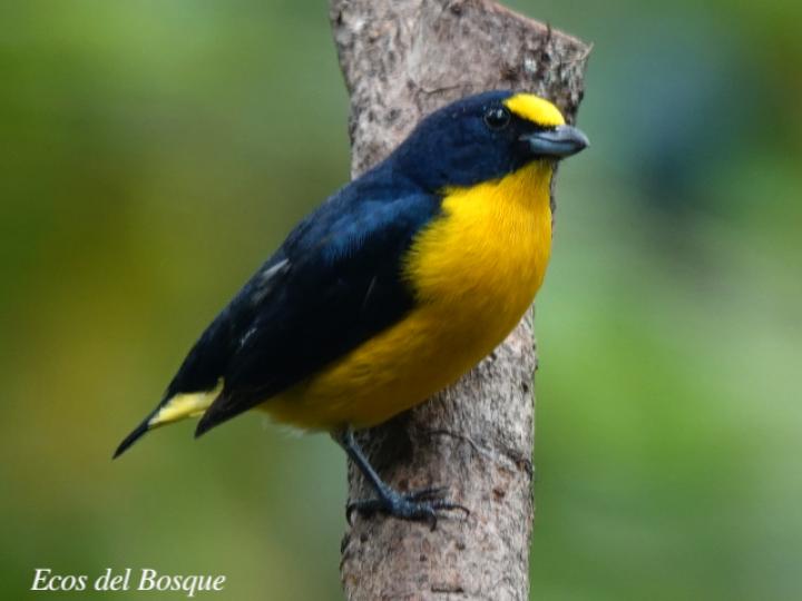 Euphonia hirundinacea