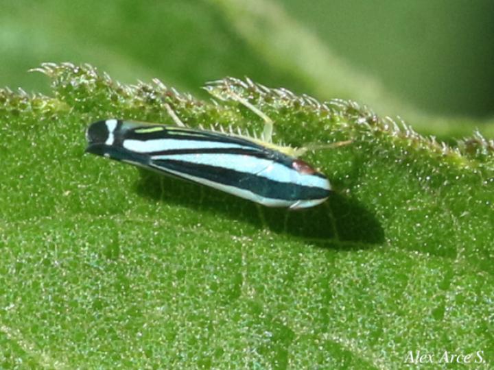 Fusigonalia lativittata