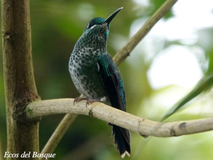 Heliodoxa jacula (Colibrí brillante frentiverde)