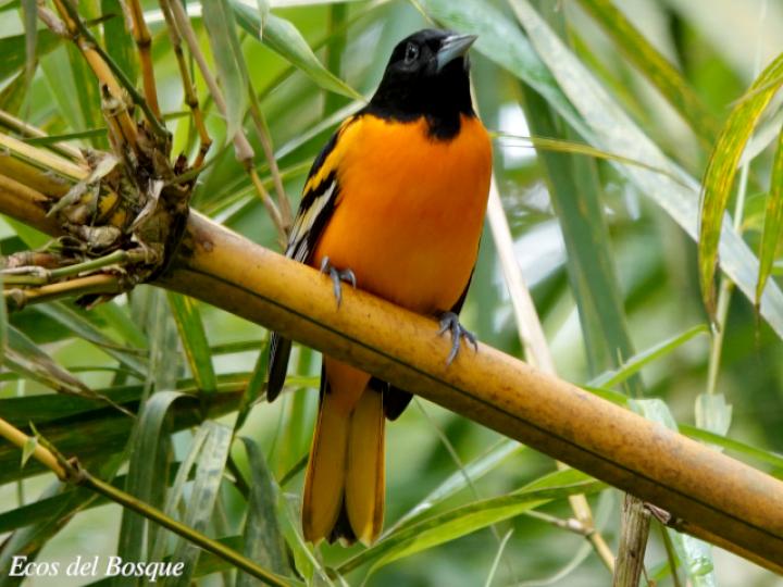 Icterus galbula (Cacique veranero juvenil)