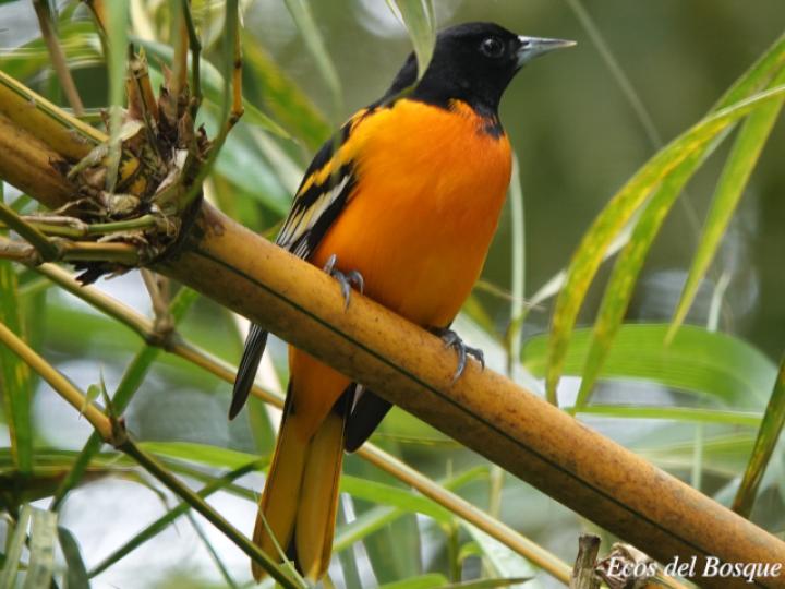 Icterus galbula (Cacique veranero juvenil)