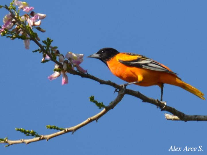 Icterus galbula (Cacique veranero)