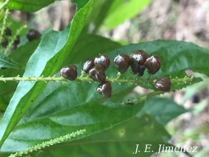 Lozania pittieri (Cafecillo falso)