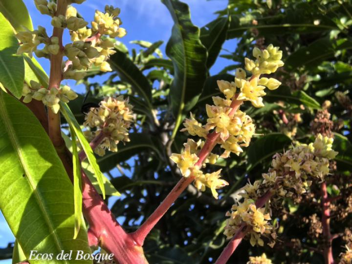 Mangifera indica (Mango)