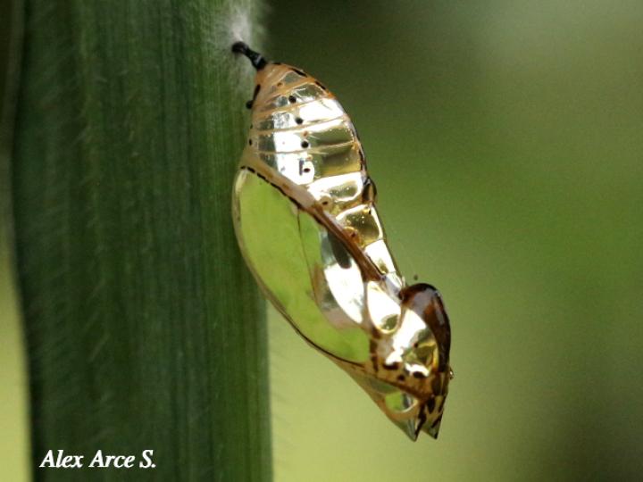 Mechanitis lysimnia (Mariposa alas de tigre)