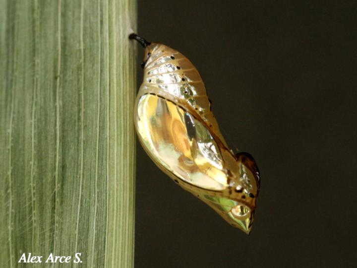 Mechanitis lysimnia (Mariposa alas de tigre)