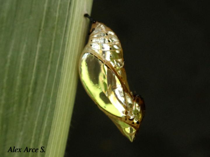 Mechanitis lysimnia (Mariposa alas de tigre)