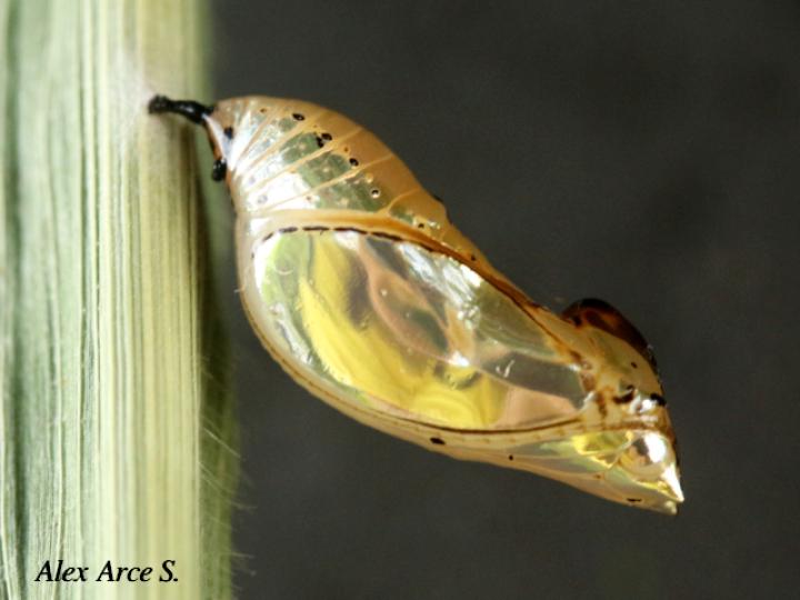 Mechanitis lysimnia (Mariposa alas de tigre)