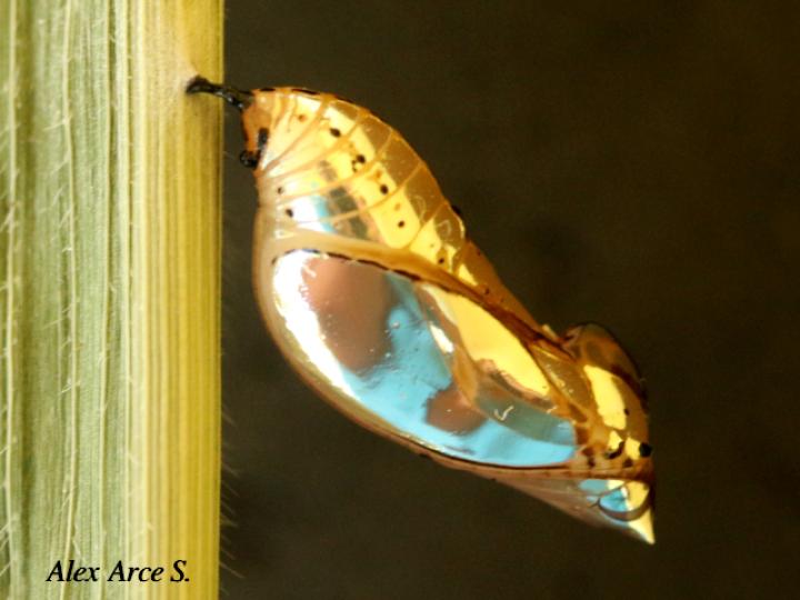 Mechanitis lysimnia (Mariposa alas de tigre)
