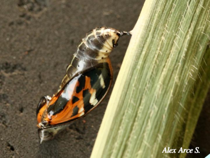Mechanitis lysimnia (Mariposa alas de tigre)