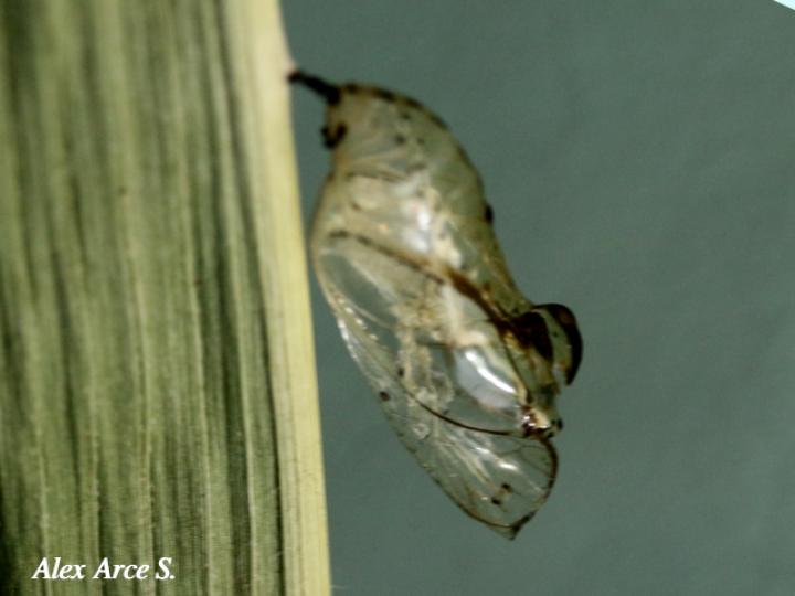 Mechanitis lysimnia (Mariposa alas de tigre)