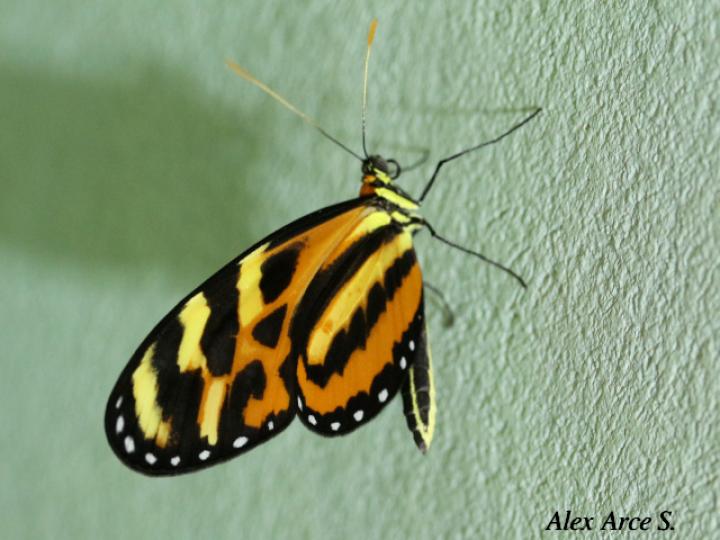 Mechanitis lysimnia (Mariposa alas de tigre)