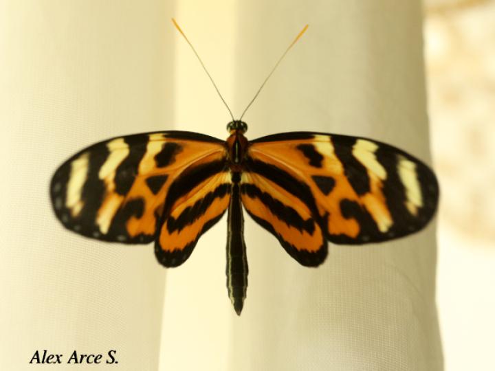 Mechanitis lysimnia (Mariposa alas de tigre)