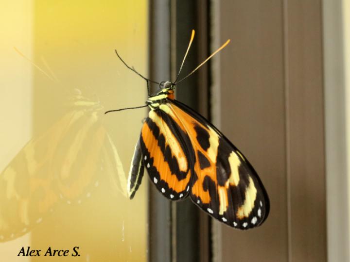 Mechanitis lysimnia (Mariposa alas de tigre)