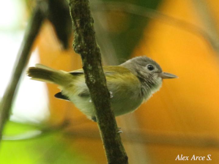 Pachysylvia decurtata (Verdillo Menudo)