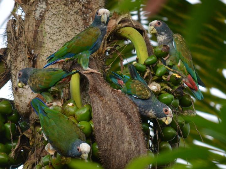 Bactris gasipaes (Pejiballe)