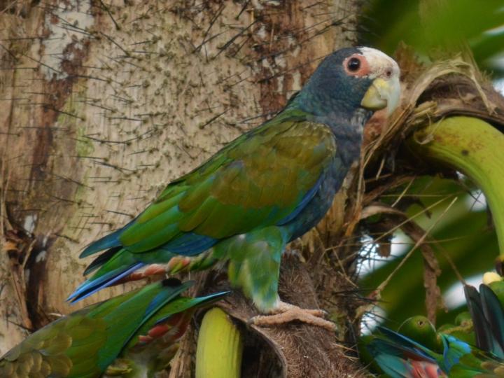 Bactris gasipaes (Pejiballe)