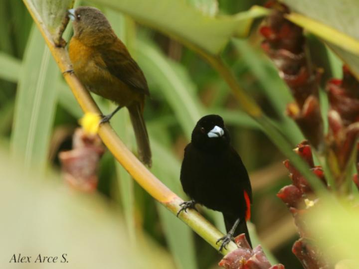 Ramphocelus passerinii (Sargento)