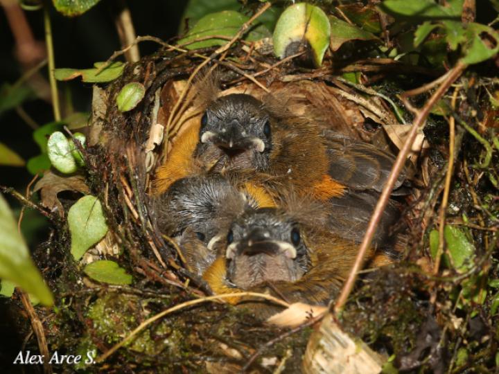 Ramphocelus passerinii (Sargento)