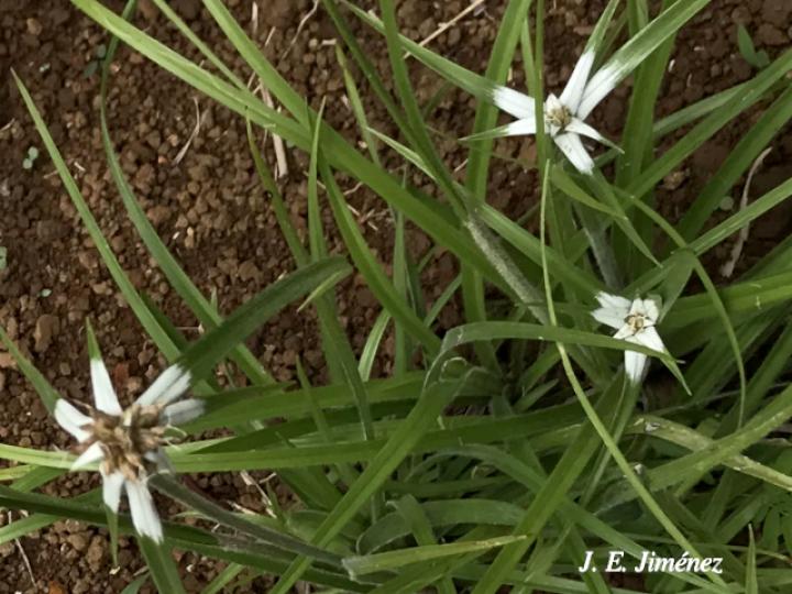 Rhynchospora nervosa (Cuita de soncho)