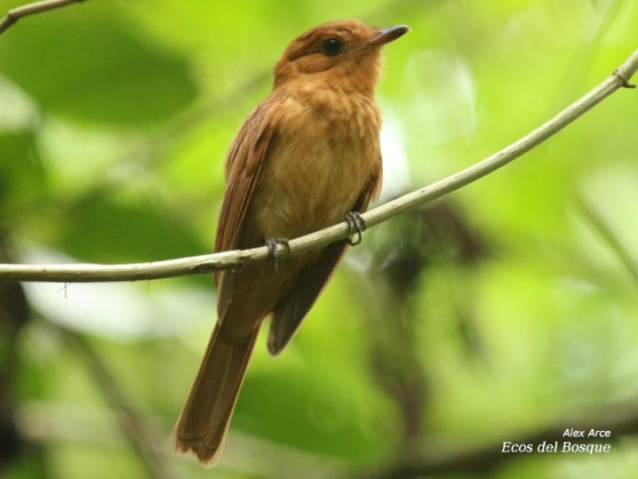 Rhytipterna holerythra