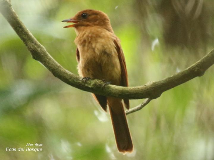 Rhytipterna holerythra