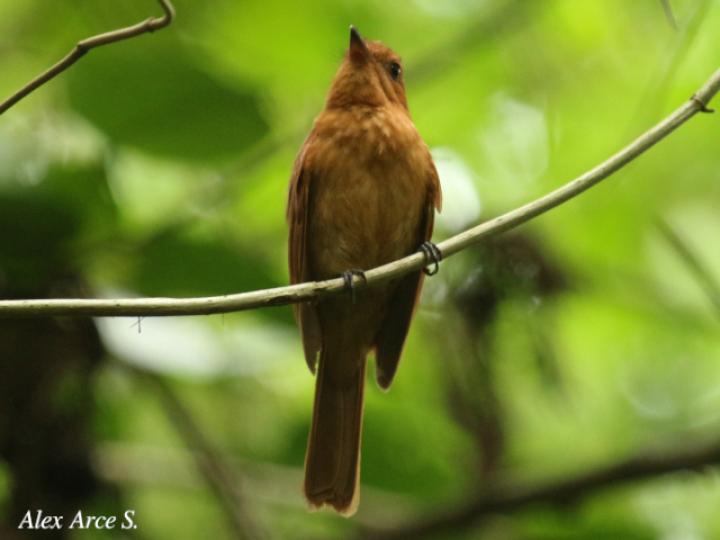 Rhytipterna holerythra