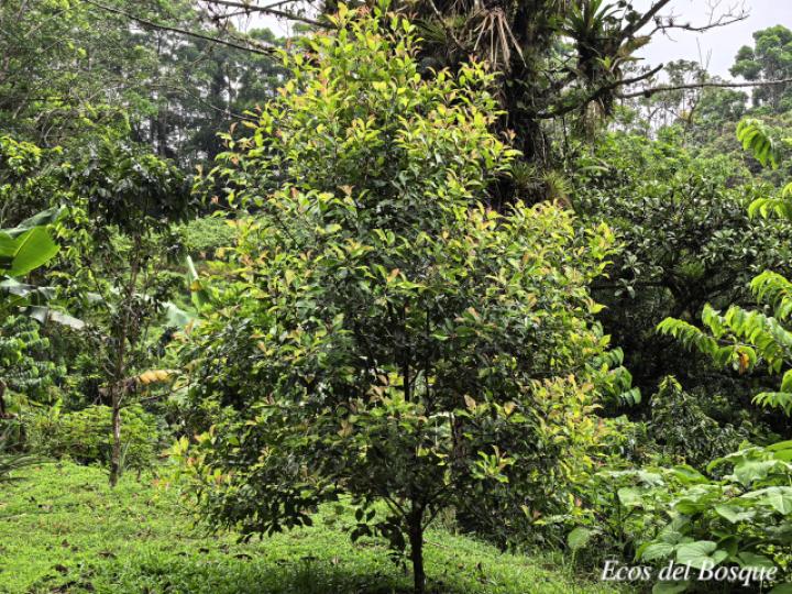 Syzygium aromaticum (Clavo de olor)