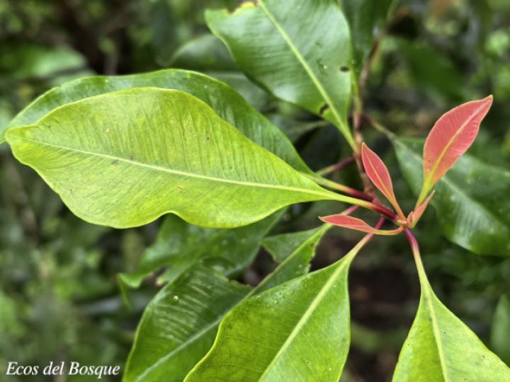 Syzygium aromaticum (Clavo de olor)