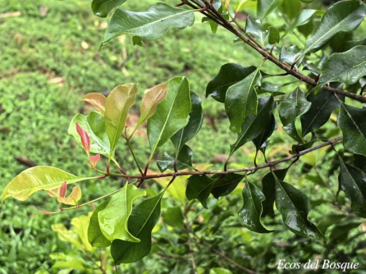 Syzygium aromaticum (Clavo de olor)