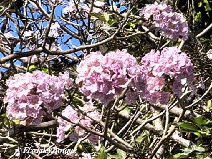 Tabebuia rosea (Roble sabana)