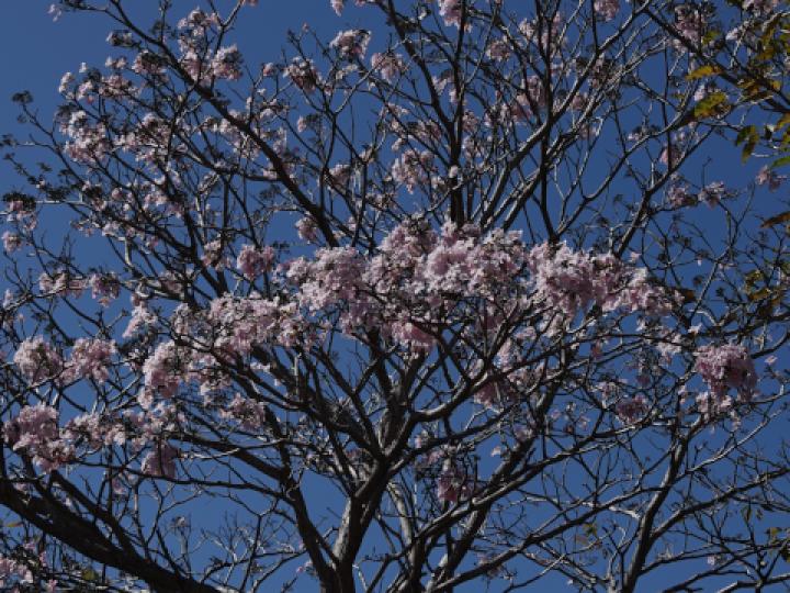 Tabebuia rosea (Roble sabana)