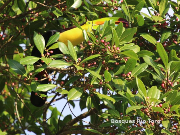 Ramphastos sulfuratus (Tucán pico iris)