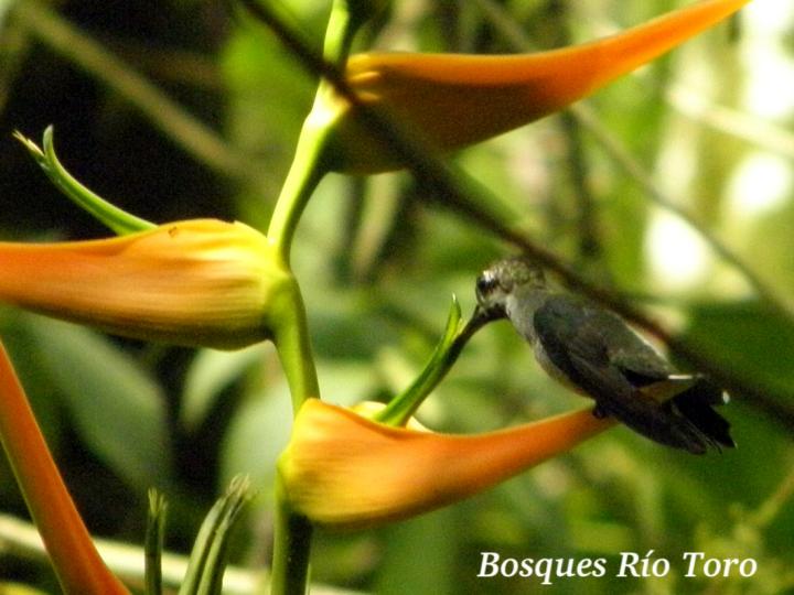 Heliconia latispatha