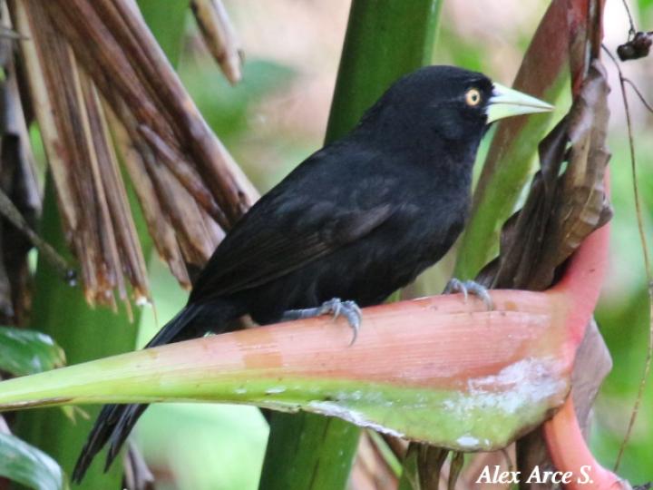 Amblycercus holosericeus (Cacique picoplata)