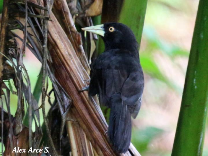 Amblycercus holosericeus (Cacique picoplata)
