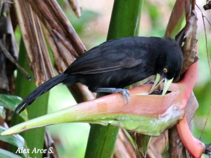 Amblycercus holosericeus (Cacique picoplata)