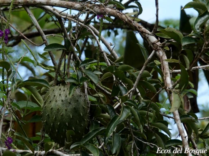 Annona muricata 