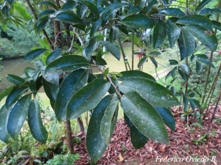 Annona muricata