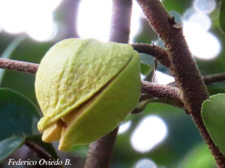 Annona muricata
