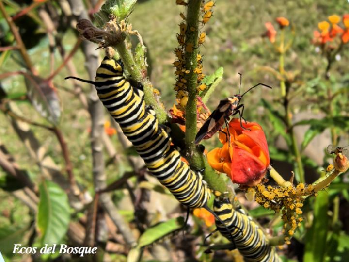 Asclepias curassavica (Viborana)
