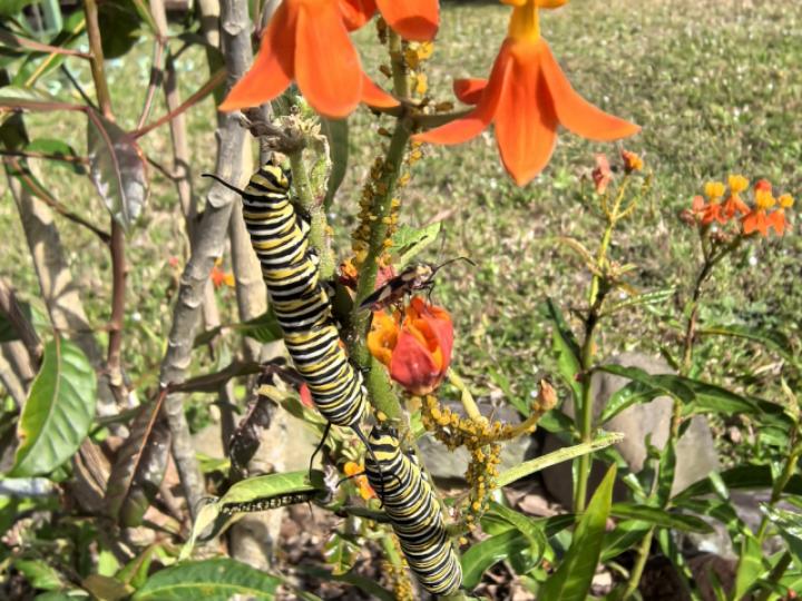 Asclepias curassavica (Viborana)