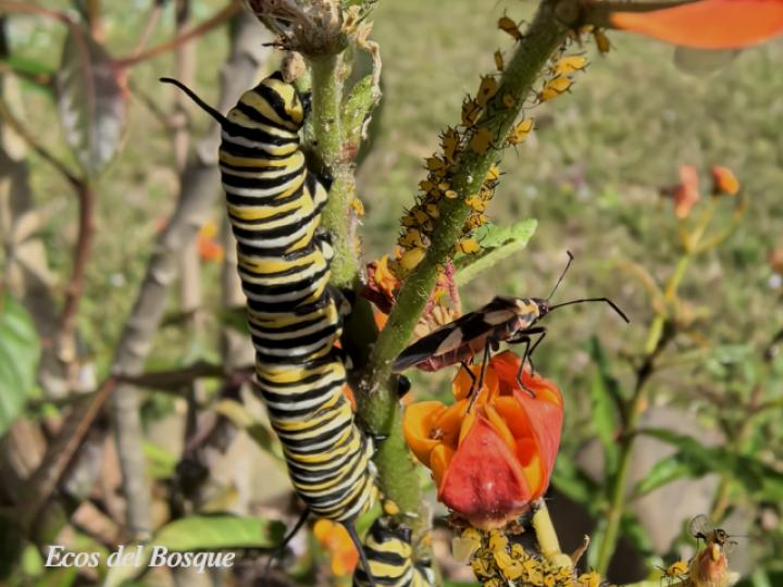 Asclepias curassavica (Viborana)