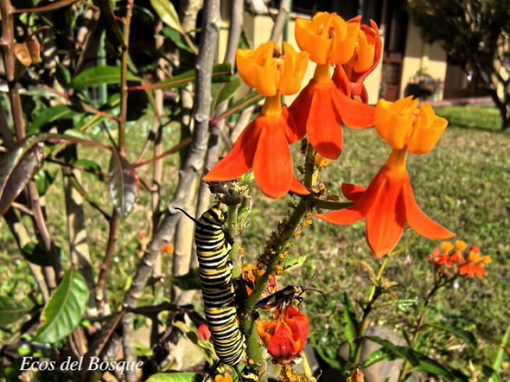 Danaus plexippus plexippus en  Asclepias curassavica