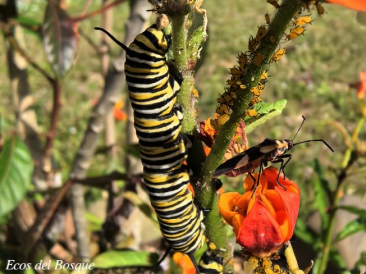 Danaus plexippus plexippus en  Asclepias curassavica