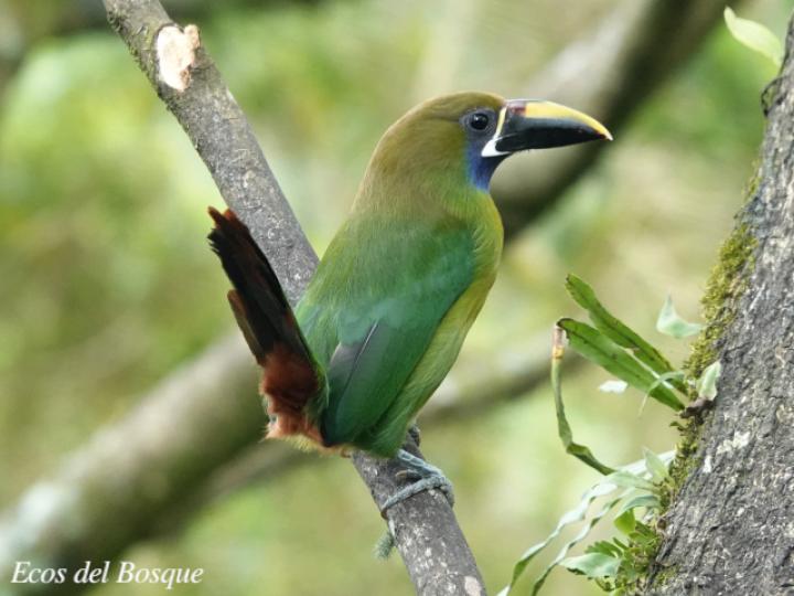 Aulacorhynchus prasinus