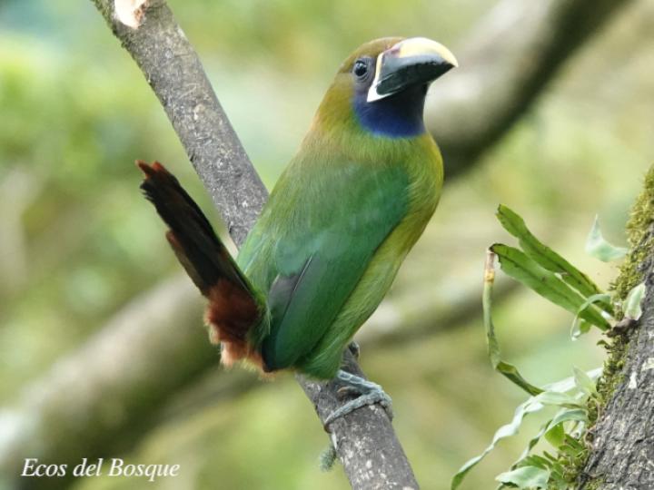 Aulacorhynchus prasinus