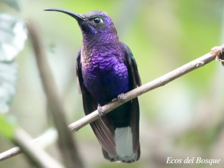 Campylopterus hemileucurus (Alas de sable violáceo)